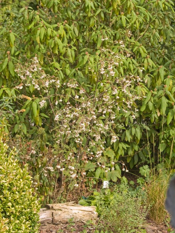 Sorbus koehneana - Herrenkamper Gärten - Pflanzenraritäten