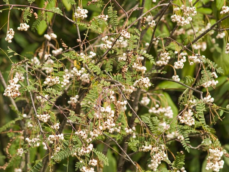 Sorbus koehneana - Herrenkamper Gärten - Pflanzenraritäten