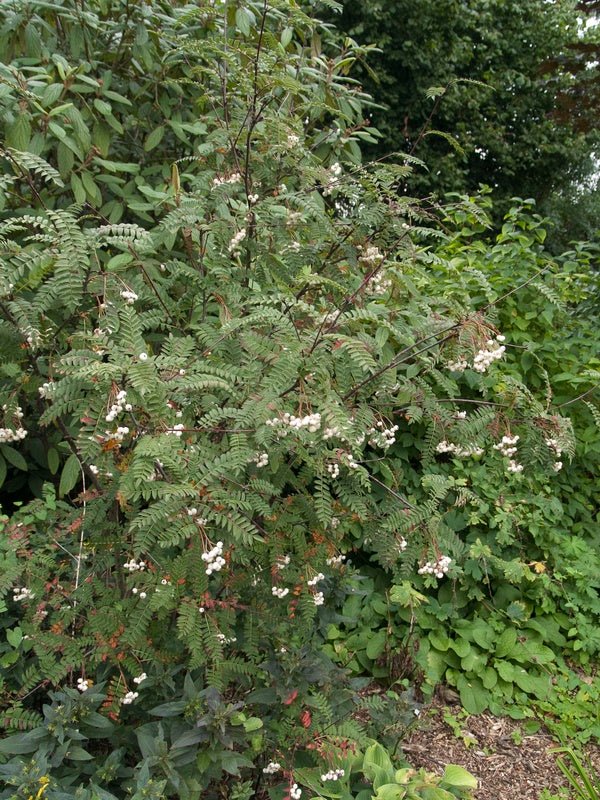 Sorbus koehneana - Herrenkamper Gärten - Pflanzenraritäten