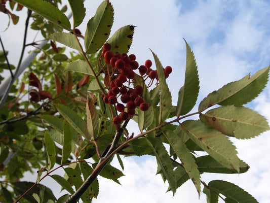 Sorbus pohuashanensis - Herrenkamper Gärten - Pflanzenraritäten