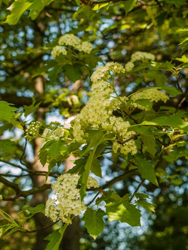 Sorbus torminalis - Herrenkamper Gärten - Pflanzenraritäten