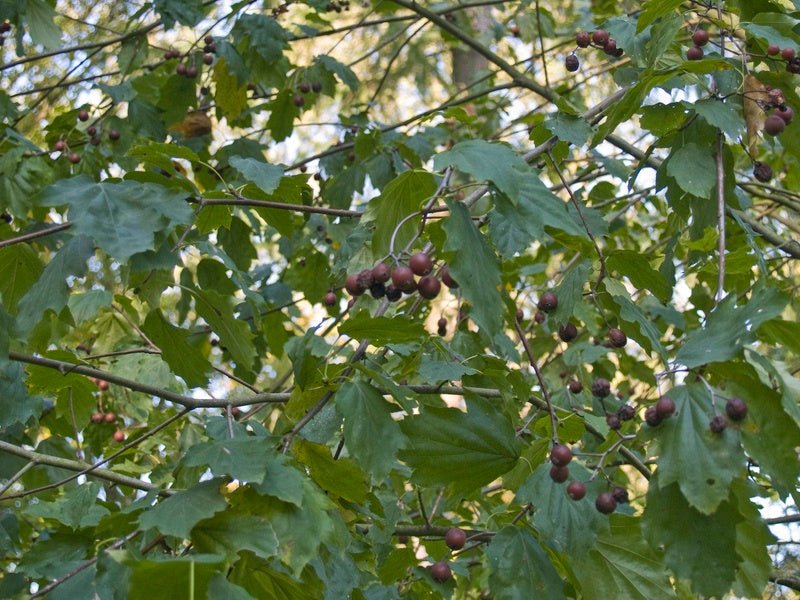 Sorbus torminalis - Herrenkamper Gärten - Pflanzenraritäten