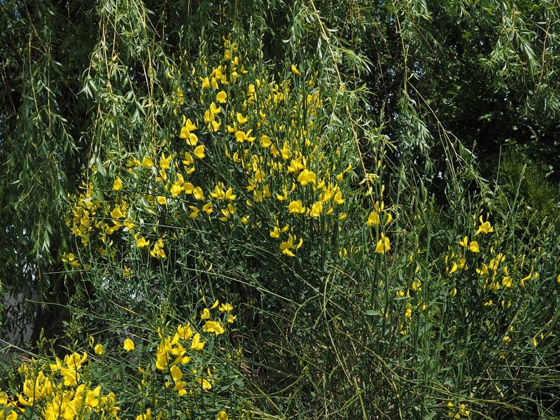 Spartium junceum - Herrenkamper Gärten - Pflanzenraritäten