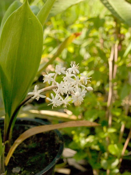 Speirantha gardenii ( syn: convallarioides) - Herrenkamper Gärten - Pflanzenraritäten