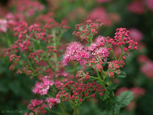 Spiraea japonica 'Bullata' - Herrenkamper Gärten - Pflanzenraritäten