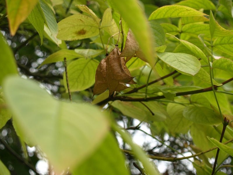 Staphylea colchica - Herrenkamper Gärten - Pflanzenraritäten