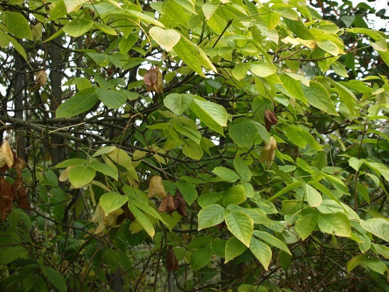 Staphylea colchica - Herrenkamper Gärten - Pflanzenraritäten