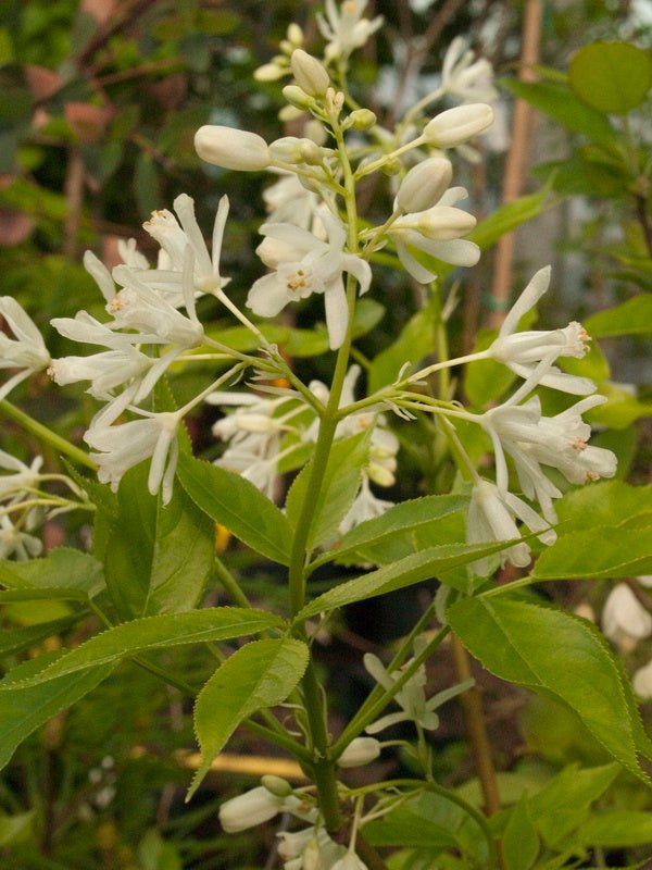 Staphylea colchica - Herrenkamper Gärten - Pflanzenraritäten