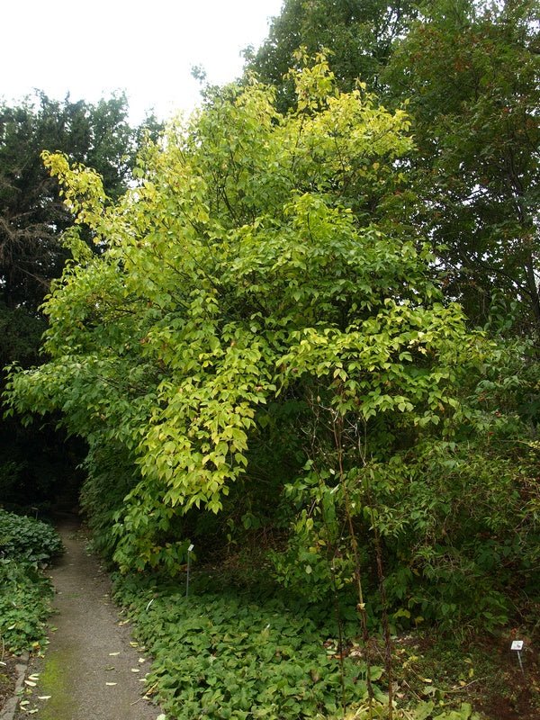 Staphylea colchica - Herrenkamper Gärten - Pflanzenraritäten