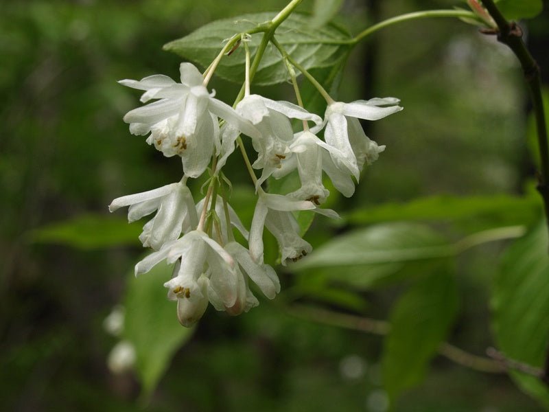 Staphylea colchica - Herrenkamper Gärten - Pflanzenraritäten