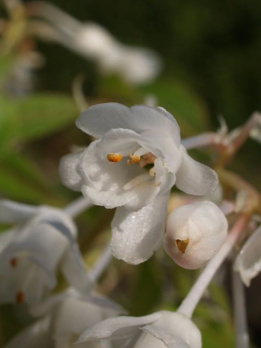 Staphylea holocarpa - Herrenkamper Gärten - Pflanzenraritäten