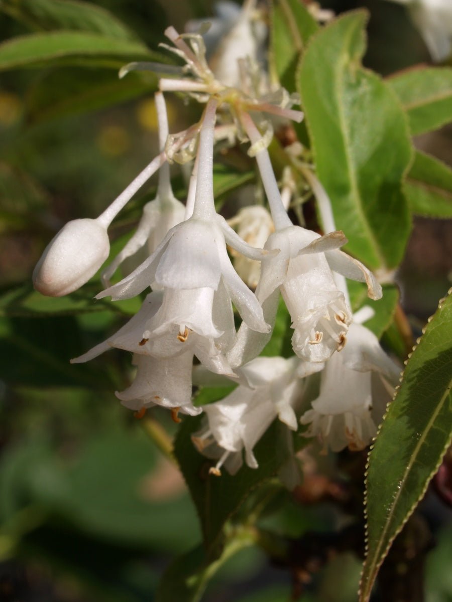 Staphylea holocarpa - Herrenkamper Gärten - Pflanzenraritäten