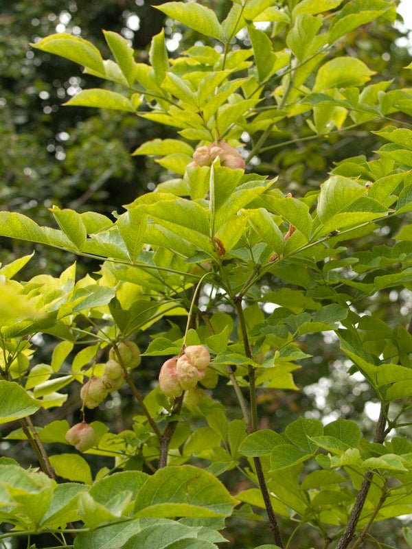 Staphylea pinnata - Herrenkamper Gärten - Pflanzenraritäten