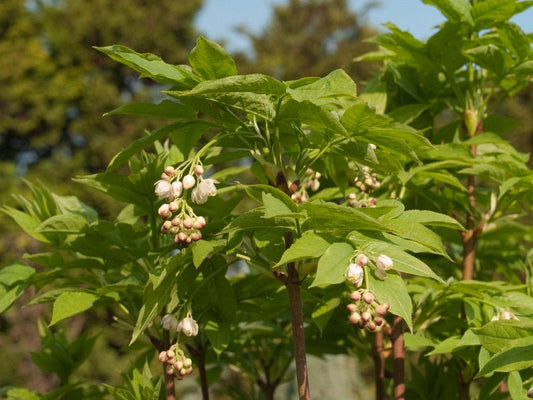 Staphylea pinnata - Herrenkamper Gärten - Pflanzenraritäten