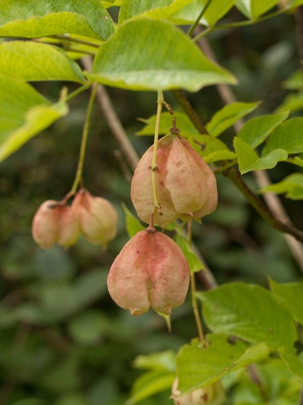 Staphylea pinnata - Herrenkamper Gärten - Pflanzenraritäten