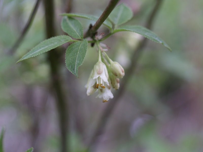 Staphylea trifoliata - Herrenkamper Gärten - Pflanzenraritäten