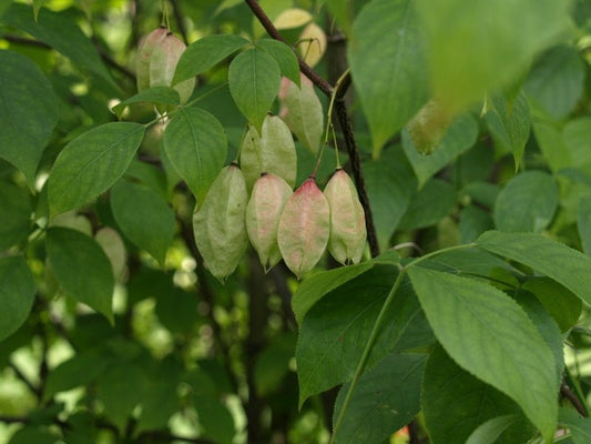 Staphylea trifoliata - Herrenkamper Gärten - Pflanzenraritäten