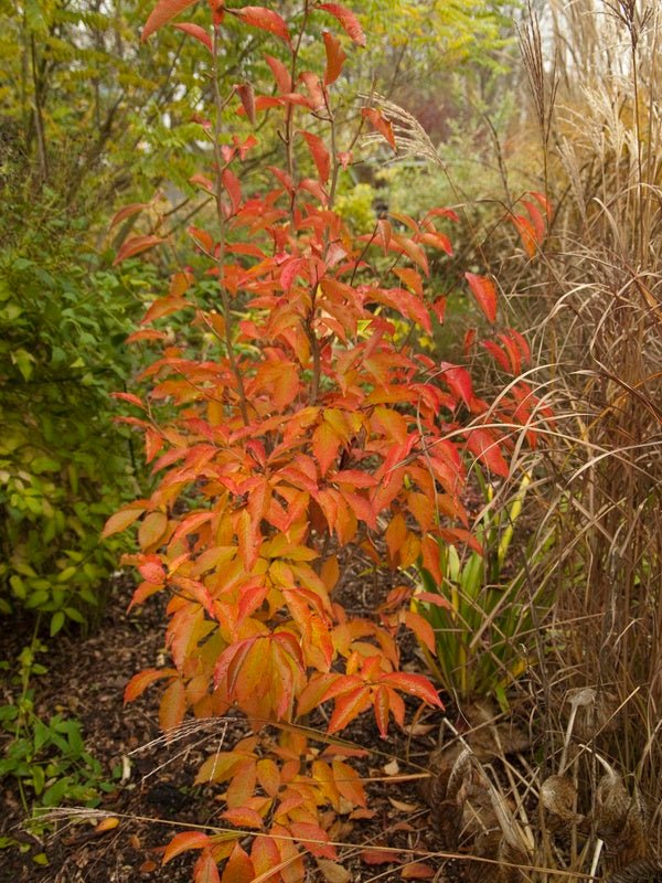 Stewartia gemmata - Herrenkamper Gärten - Pflanzenraritäten