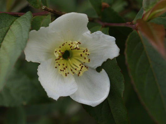 Stewartia gemmata - Herrenkamper Gärten - Pflanzenraritäten