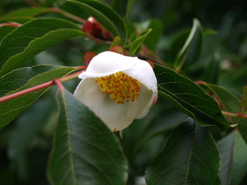 Stewartia gemmata - Herrenkamper Gärten - Pflanzenraritäten