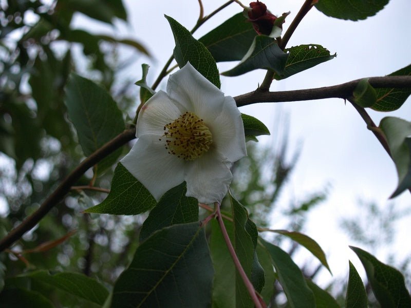 Stewartia gemmata - Herrenkamper Gärten - Pflanzenraritäten