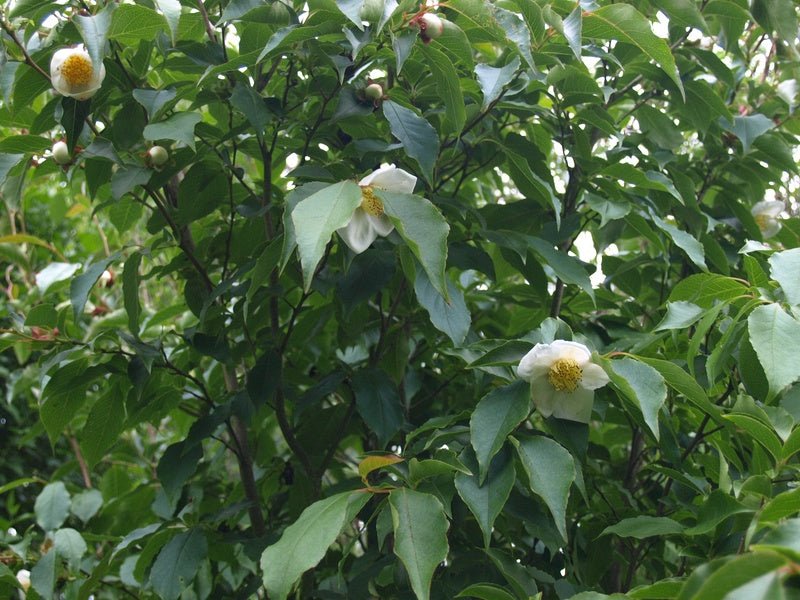 Stewartia gemmata - Herrenkamper Gärten - Pflanzenraritäten