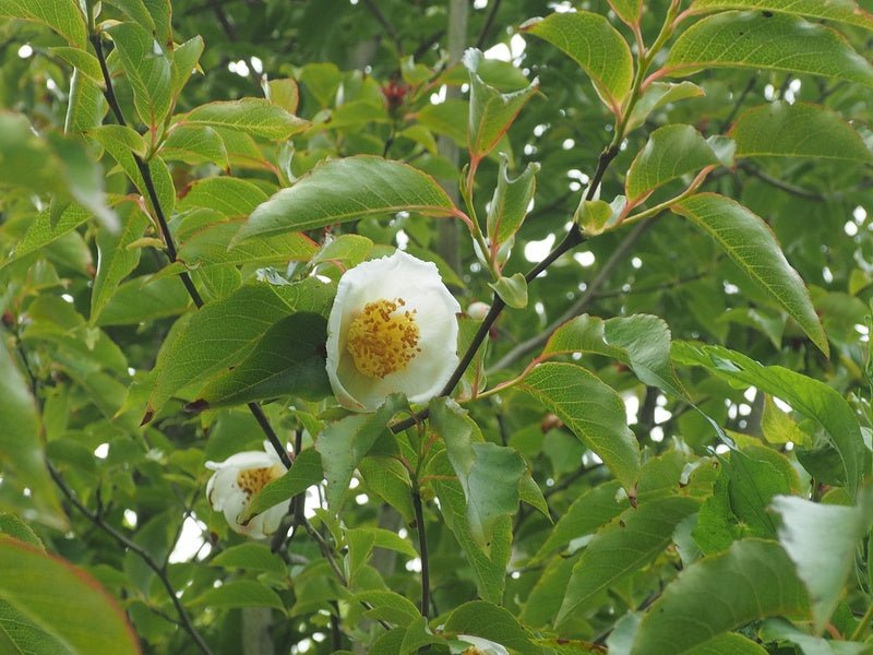 Stewartia monadelpha - Herrenkamper Gärten - Pflanzenraritäten