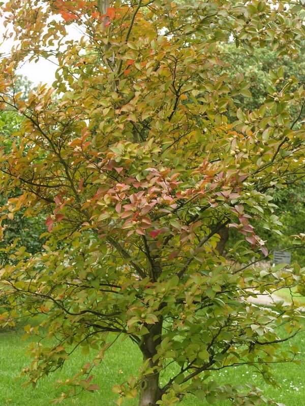 Stewartia monadelpha - Herrenkamper Gärten - Pflanzenraritäten