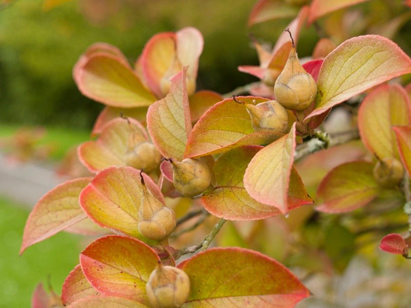 Stewartia monadelpha - Herrenkamper Gärten - Pflanzenraritäten