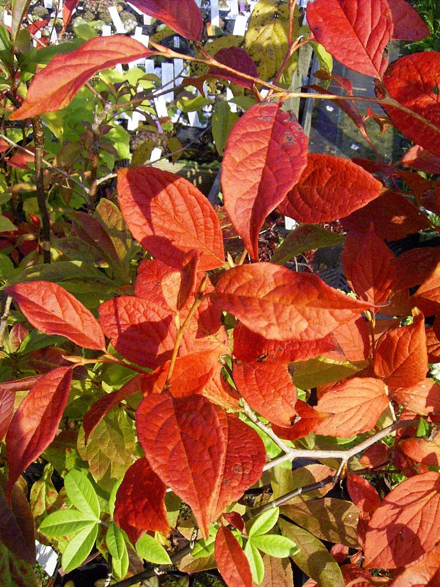 Stewartia pseudocamelia var. koreana - Herrenkamper Gärten - Pflanzenraritäten