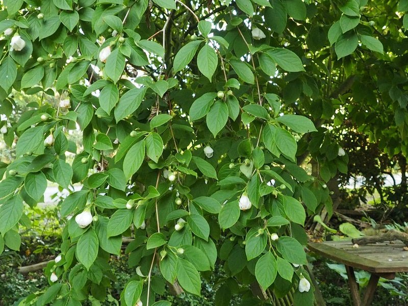 Stewartia pseudocamellia - Herrenkamper Gärten - Pflanzenraritäten