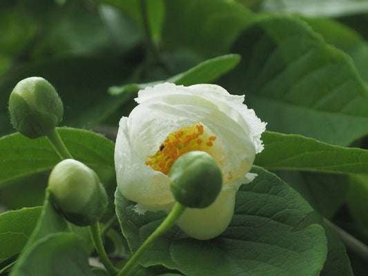 Stewartia pseudocamellia - Herrenkamper Gärten - Pflanzenraritäten