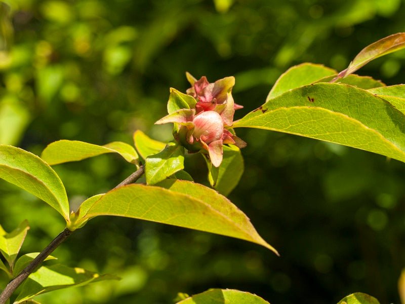 Stewartia rostrata - Herrenkamper Gärten - Pflanzenraritäten