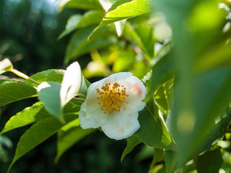 Stewartia rostrata - Herrenkamper Gärten - Pflanzenraritäten