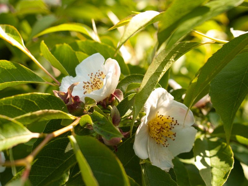 Stewartia rostrata - Herrenkamper Gärten - Pflanzenraritäten