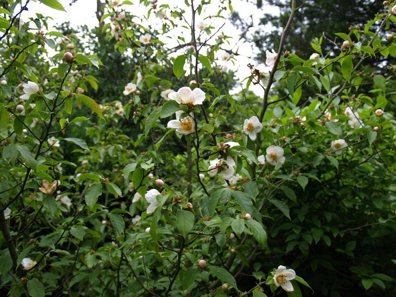 Stewartia serrata - Herrenkamper Gärten - Pflanzenraritäten