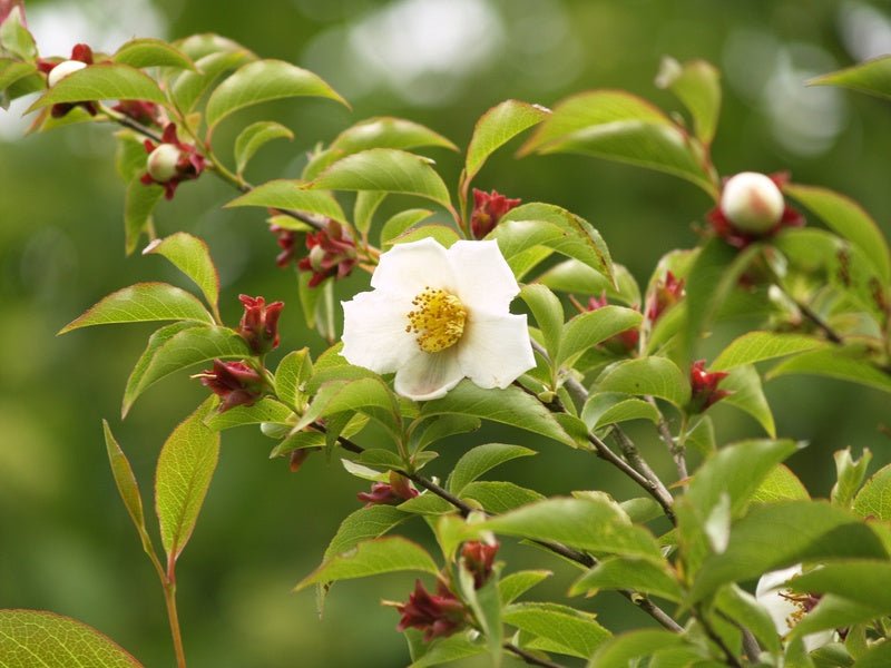 Stewartia serrata - Herrenkamper Gärten - Pflanzenraritäten