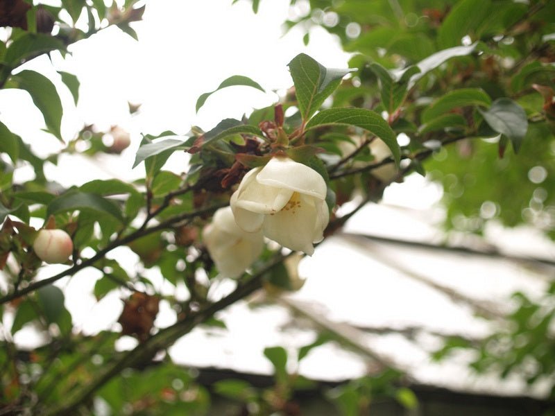 Stewartia serrata - Herrenkamper Gärten - Pflanzenraritäten