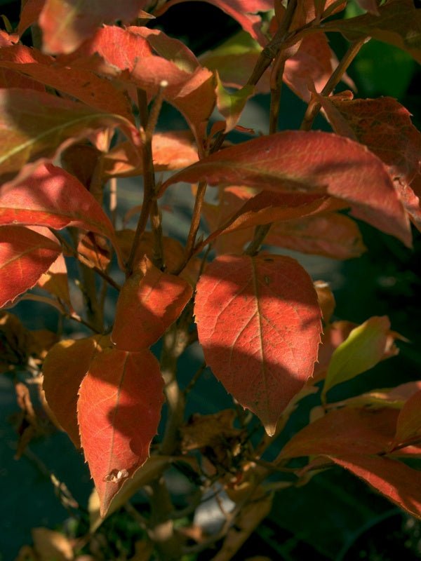 Stewartia serrata - Herrenkamper Gärten - Pflanzenraritäten