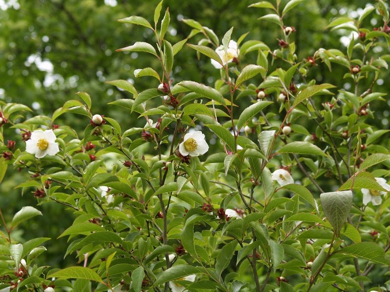 Stewartia serrata - Herrenkamper Gärten - Pflanzenraritäten