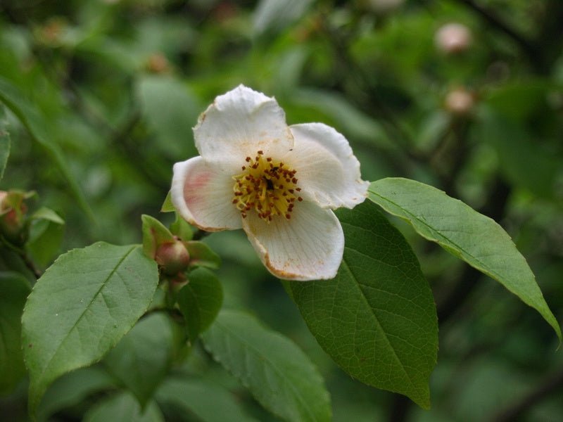 Stewartia serrata - Herrenkamper Gärten - Pflanzenraritäten