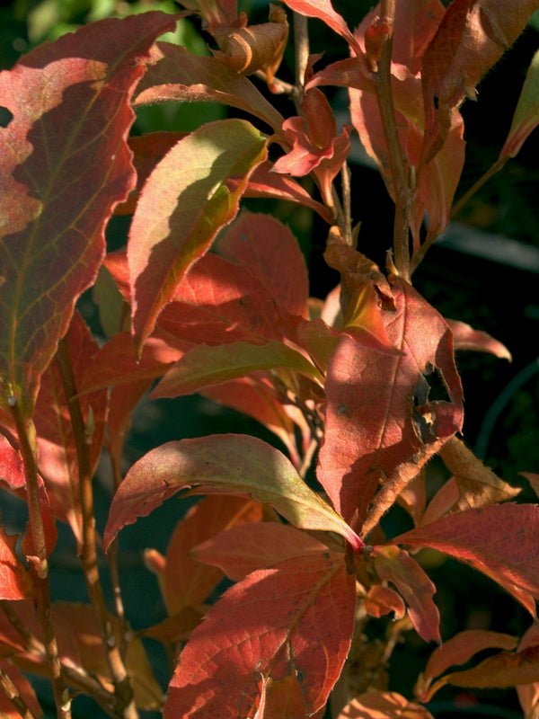 Stewartia serrata - Herrenkamper Gärten - Pflanzenraritäten