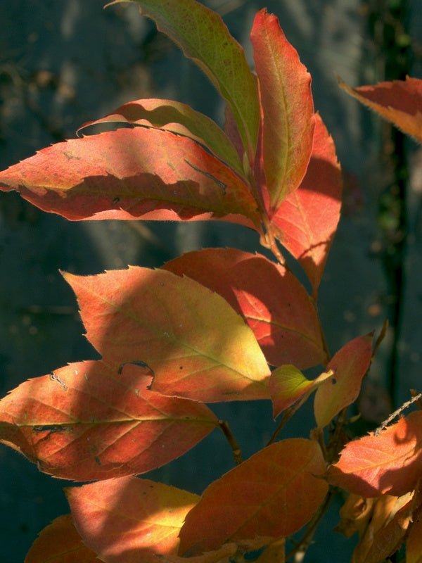 Stewartia serrata - Herrenkamper Gärten - Pflanzenraritäten