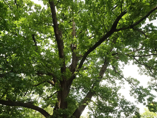 Styphnolobium japonicum Syn.:Sophora japonica - Herrenkamper Gärten - Pflanzenraritäten