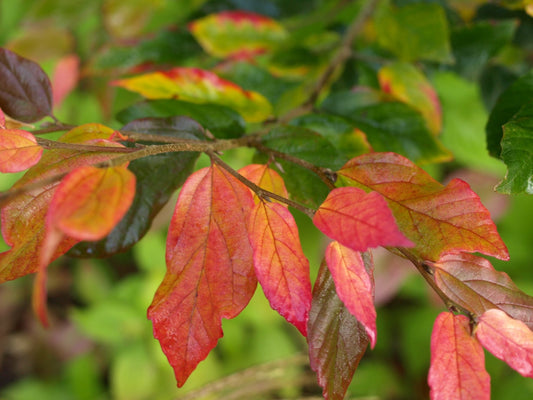 Sycoparrotia semidecidua 'Purple Haze' - Herrenkamper Gärten - Pflanzenraritäten