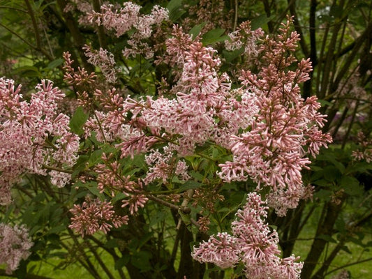 Syringa josikaea - Herrenkamper Gärten - Pflanzenraritäten