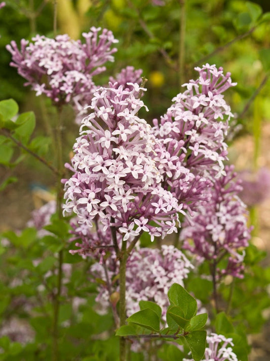 Syringa meyeri 'Palibin' - Herrenkamper Gärten - Pflanzenraritäten