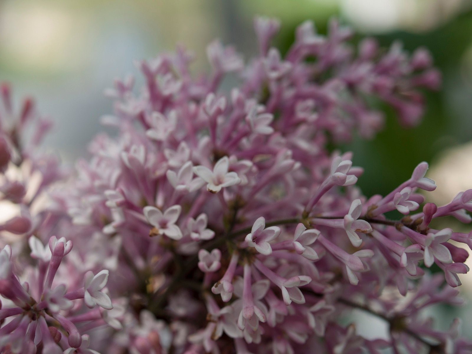 Syringa microphylla 'Superba' - Herrenkamper Gärten - Pflanzenraritäten