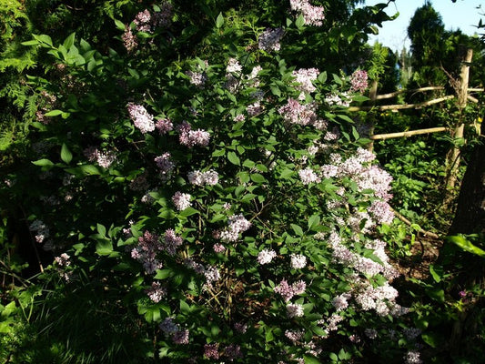 Syringa patula 'Miss Kim' - Herrenkamper Gärten - Pflanzenraritäten