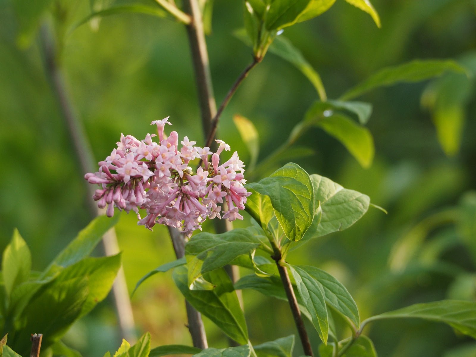 Syringa prestoniae (x) 'James MacFarlane' - Herrenkamper Gärten - Pflanzenraritäten